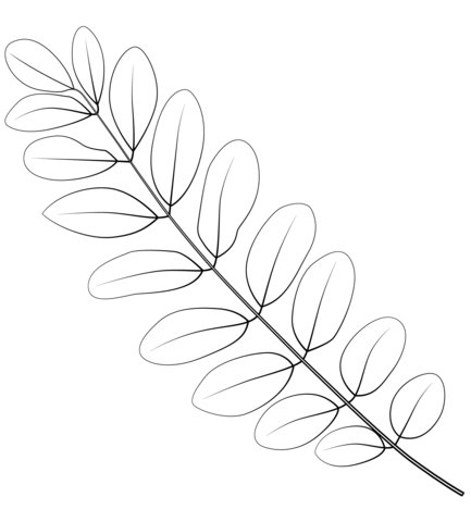 Black Locust Leaf Coloring Page